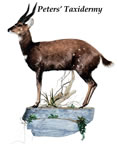 Bushbuck lifesize wall  mounted by Peters' Taxidermy